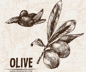 Olive hand drawn vectors design set 07