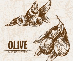 Olive hand drawn vectors design set 12