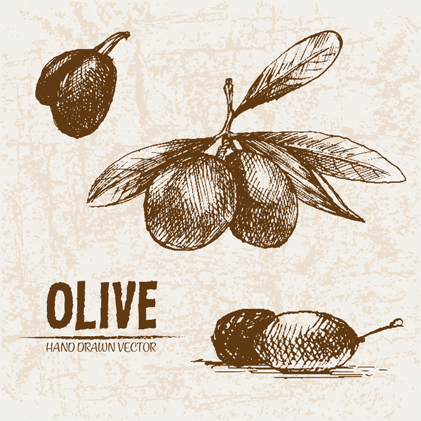 Olive hand drawn vectors design set 13