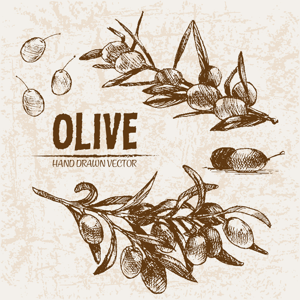 Olive hand drawn vectors design set 16