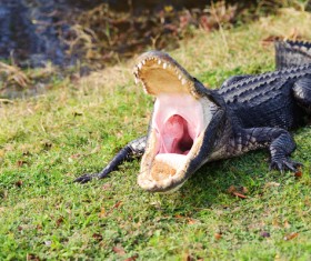 Open mouth of a crocodile Stock Photo