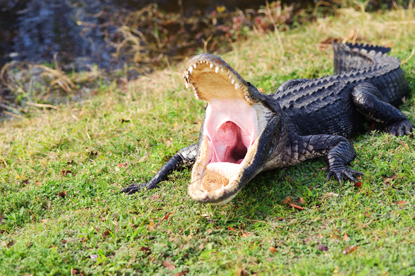 Open mouth of a crocodile Stock Photo
