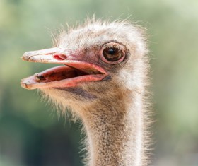 Ostrich head closeup Stock Photo