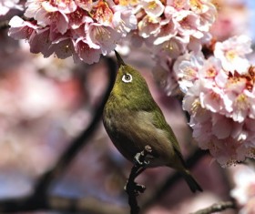 Peach branches of the bird Stock Photo
