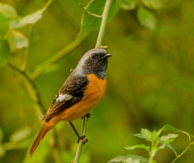 Phoenicurus auroreus Stock Photo