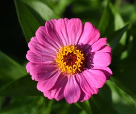 Pink Zinnia Stock Photo