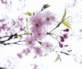 Pink cherry blossoms Stock Photo