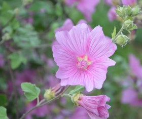 Pink hibiscus flower Stock Photo