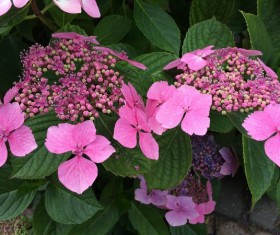 Pink hydrangea Stock Photo
