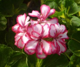 Pink petals geraniums Stock Photo