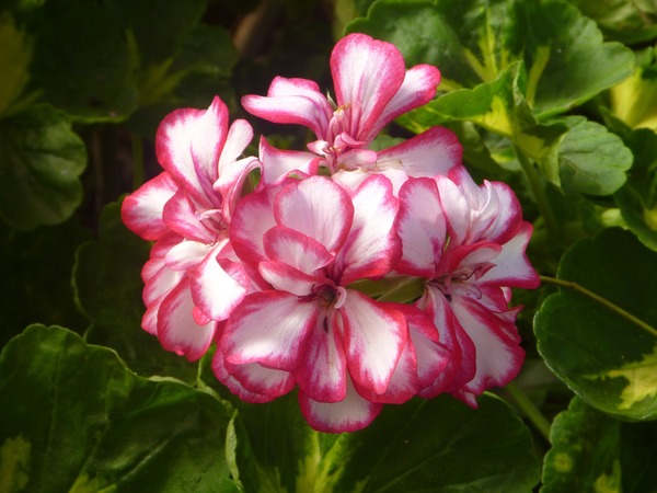 Pink petals geraniums Stock Photo