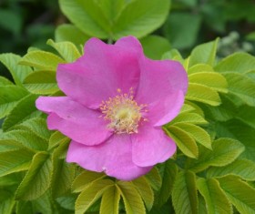 Pink poppy flower microspur Stock Photo