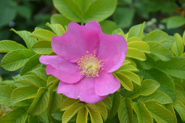 Pink poppy flower microspur Stock Photo