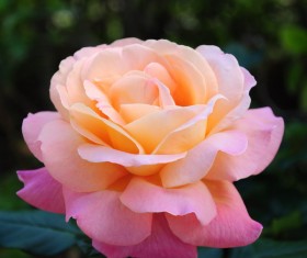 Pink roses Stock Photo