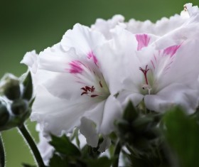 Pink white geraniums Stock Photo