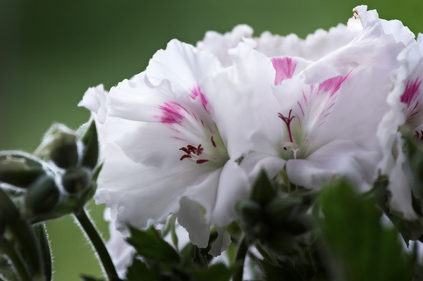 Pink white geraniums Stock Photo
