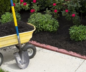 Planted flowers and plants Stock Photo