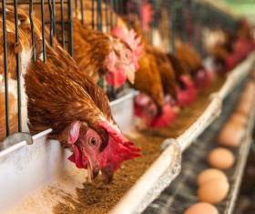 Poultry farms Stock Photo 01