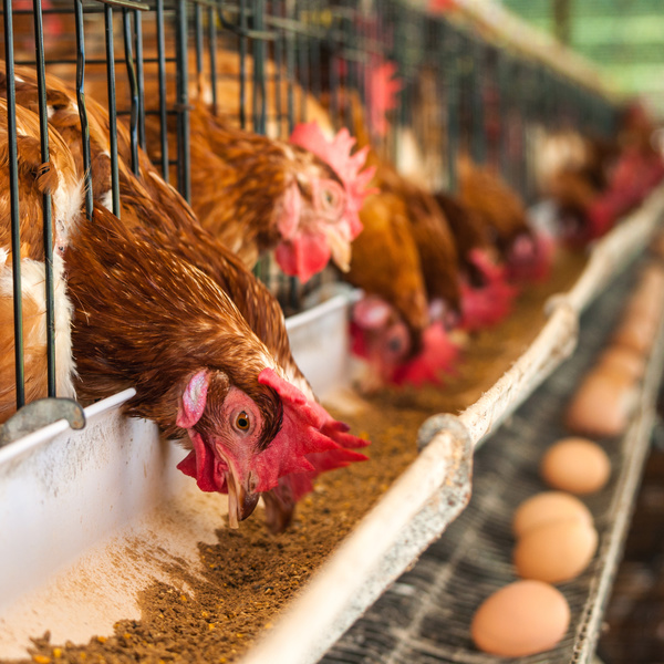 Poultry farms Stock Photo 01