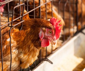 Poultry farms Stock Photo 02