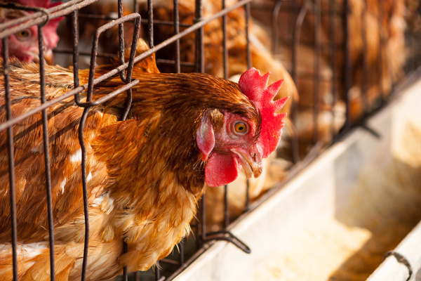 Poultry farms Stock Photo 02