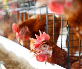 Poultry farms Stock Photo 03
