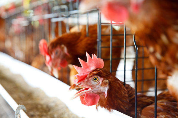 Poultry farms Stock Photo 03