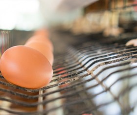 Poultry farms Stock Photo 04