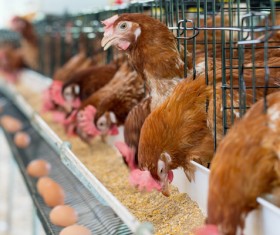 Poultry farms Stock Photo 05