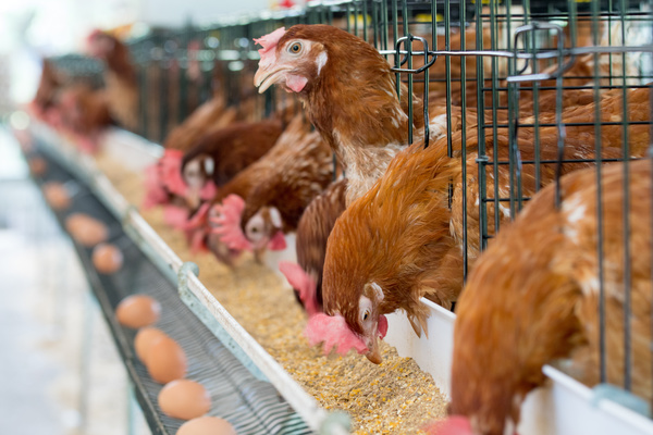 Poultry farms Stock Photo 05