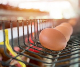 Poultry farms Stock Photo 06