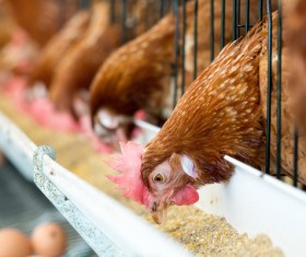Poultry farms Stock Photo 07