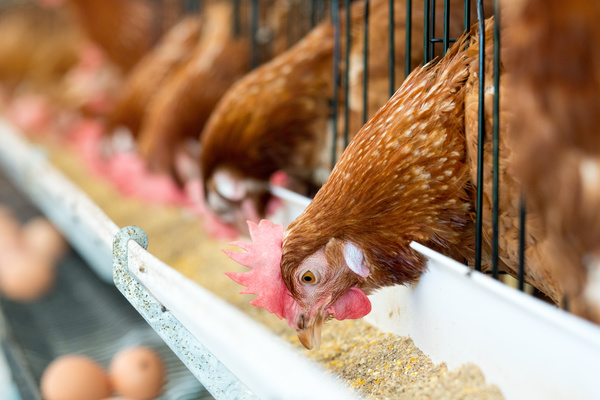 Poultry farms Stock Photo 07