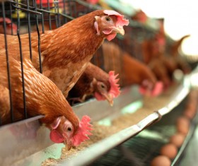 Poultry farms Stock Photo 08