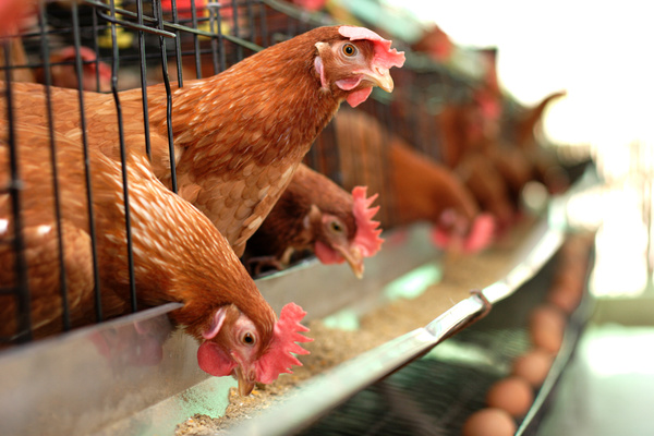 Poultry farms Stock Photo 08