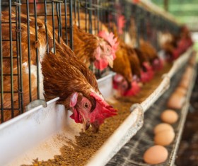 Poultry farms Stock Photo 09