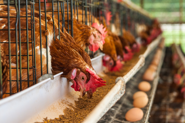 Poultry farms Stock Photo 09