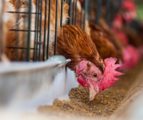 Poultry farms Stock Photo 10