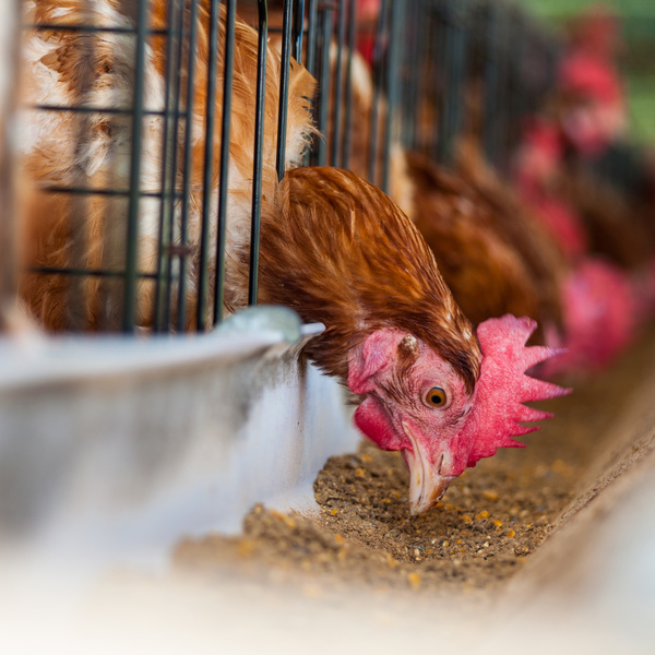 Poultry farms Stock Photo 10