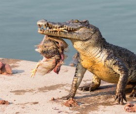 Predator crocodile Stock Photo