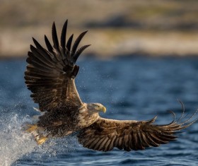 Predator eagle Stock Photo