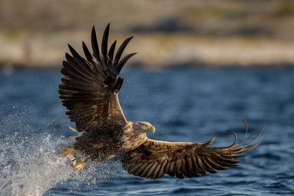 Predator eagle Stock Photo