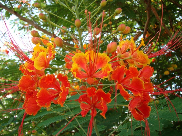 Pretty orange flowers Stock Photo