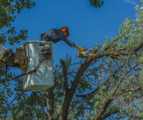 Pruning tree branches Stock Photo 01