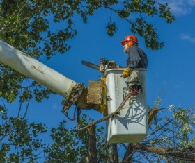 Pruning tree branches Stock Photo 02