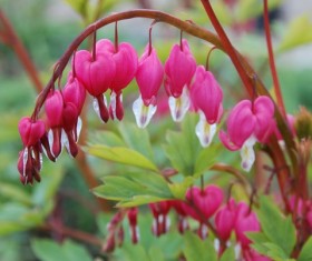 Purse peony flower Stock Photo