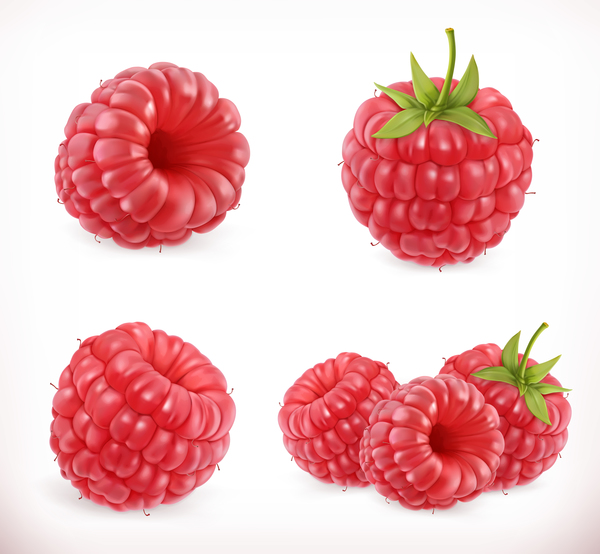 Raspberry sweet fruit vector