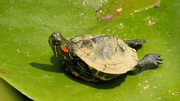 Red-eared turtles in Brazil Stock Photo