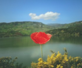 Red flowers Stock Photo