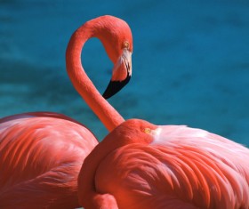 Red storks Stock Photo
